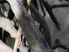 Periophthalmus argentilineatus