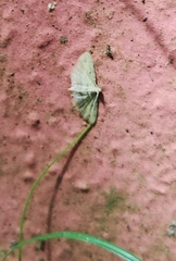 Neurophyseta
