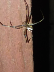 Latrodectus hesperus