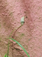 Neurophyseta
