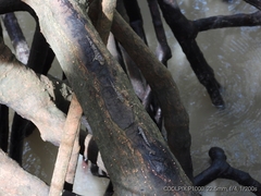 Periophthalmus argentilineatus