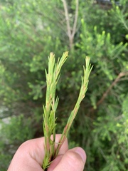 Coleonema pulchellum