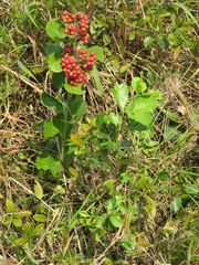 Gymnosporia markwardii