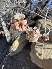 Eriogonum elongatum