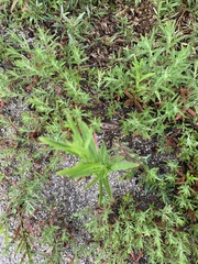 Epilobium hirtigerum