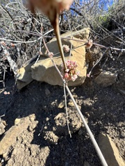 Eriogonum elongatum