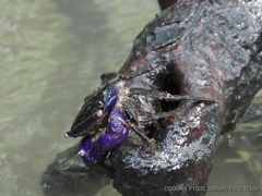Metopograpsus