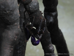 Metopograpsus