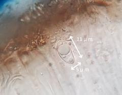 Myriolecis crenulata