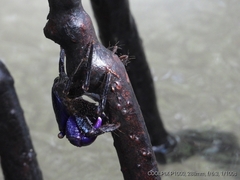 Metopograpsus