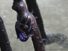 Metopograpsus