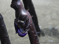 Metopograpsus