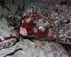 Haliotis kamtschatkana