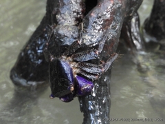 Metopograpsus