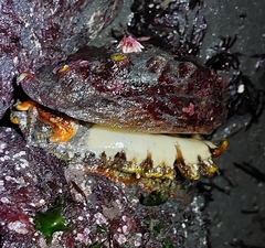 Haliotis kamtschatkana