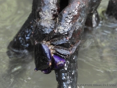 Metopograpsus