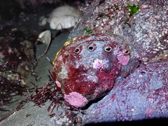 Haliotis kamtschatkana