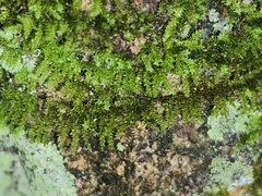Meteoriaceae
