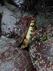 Haliotis kamtschatkana