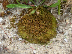 Tortella tortuosa