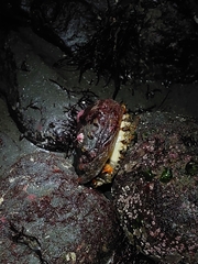 Haliotis kamtschatkana