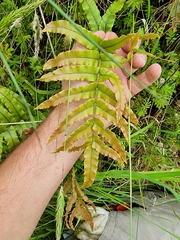Blechnum procerum