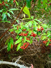 Photinia niitakayamensis