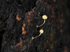 Mycena brunneisetosa