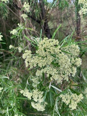 Ozothamnus ferrugineus