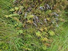 Blechnum procerum