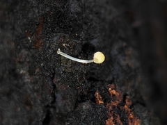 Mycena brunneisetosa