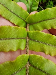 Blechnum procerum