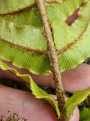 Blechnum procerum