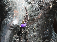Metopograpsus