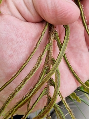 Blechnum procerum