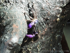 Metopograpsus