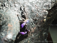 Metopograpsus