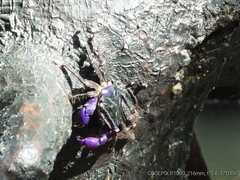Metopograpsus