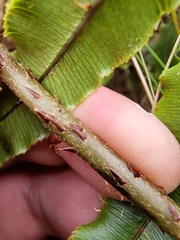 Blechnum procerum