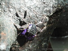 Metopograpsus