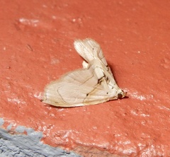 Trichophysetis