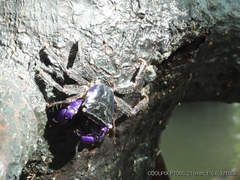 Metopograpsus