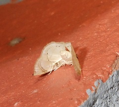 Trichophysetis