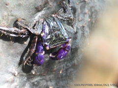 Metopograpsus