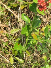 Gymnosporia markwardii