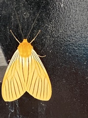 Pseudischnocampa nervosa