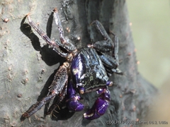 Metopograpsus