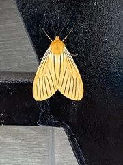 Pseudischnocampa nervosa