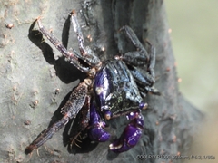 Metopograpsus