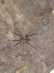 Ancylometes bogotensis